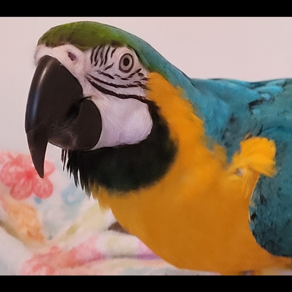 Max's Vet Sale - Jeans